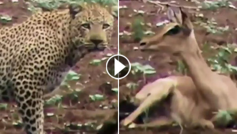 فيديو صادم لغزال تهرب من نمر وتترك رضيعها.. لن تصدق ما حدث بعدها!