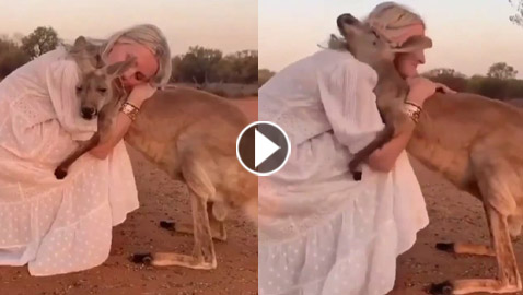 فيديو مؤثر.. كنغر يحتضن امرأة أنقذته من حرائق أستراليا