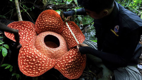 بالصور: العثور على أكبر زهرة ذات رائحة كريهة في إندونيسيا!