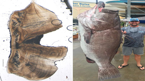 بالصور: العثور على أكبر سمكة سنا وضخامة في العالم