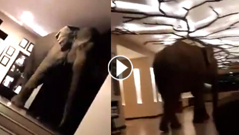 بالفيديو.. فيل ضخم داخل بهو فندق والخسائر 