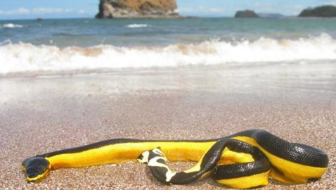 صور 10 شواطئ هي الأخطر فى العالم! احذروها!