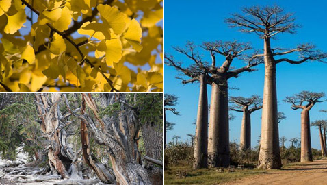 أقدم الأشجار بالعالم.. ما السر وراء الأشجار المعمرة لأكثر من ألف عام؟