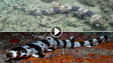 بالفيديو.. أسماك قرش تمشي!