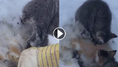 فيديو.. شاب ينقذ قططا من الموت بكوب قهوة