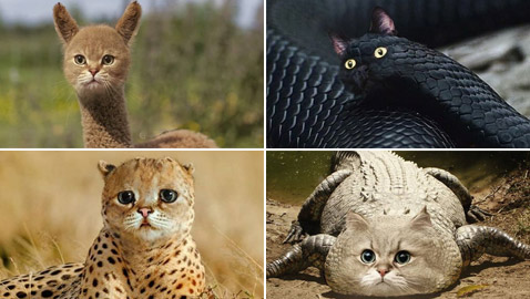 صور مدهشة وغريبة.. فنان يحوّل الحيوانات إلى قطط!