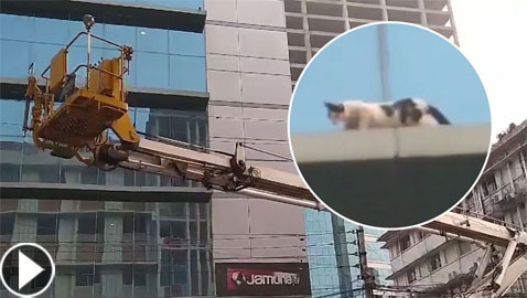 بالفيديو.. إنقاذ قطة علقت ليومين على ناطحة سحاب