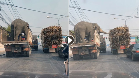بالفيديو.. فيلان انتهازيان في 