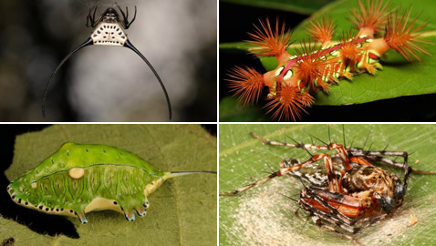 صور مدهشة: شاهدوا سحر الحشرات الغريبة المذهل في الصين!