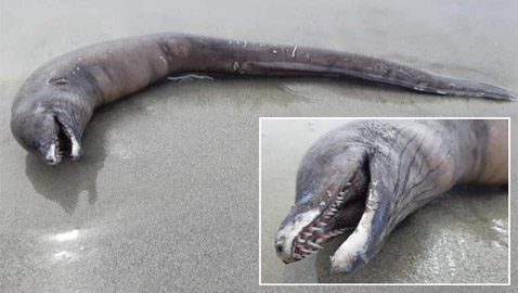 العثور على مخلوق غامض برأس دلفين وجسم ثعبان على شاطئ مكسيكي