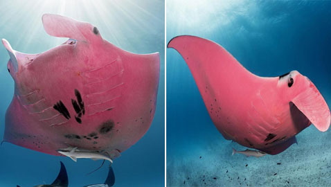 بالصور: الكشف عن كائن بحري نادر وحيد من نوعه في العالم