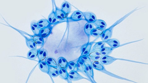 غرائب الطبيعة.. علماء يكتشفون أول كائن حي لا يتنفس!