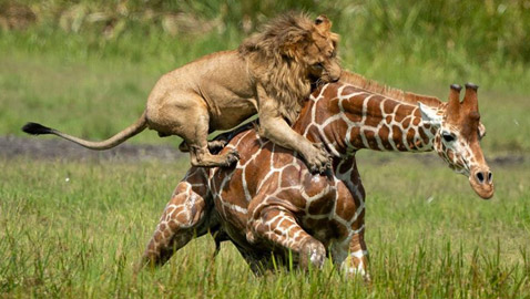 صور استثنائية مدهشة لأسد يصطاد زرافة بمفرده!