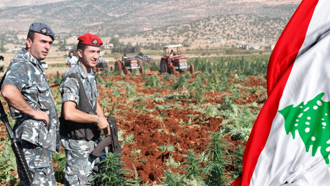 هل ينقذ الحشيش اقتصاد لبنان؟