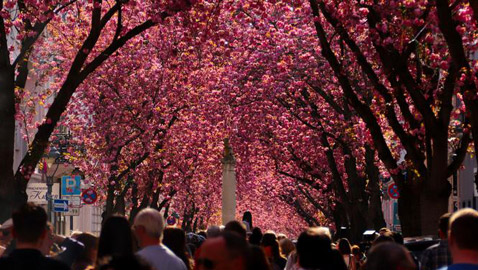 الربيع يواسينا رغم كورونا: إزهار أشجار الكرز في مدينة بون الألمانية