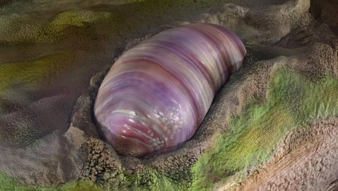 اكتشاف مخلوق صغير يشبه الدودة يعتقد العلماء أنه أقدم أسلاف البشر!