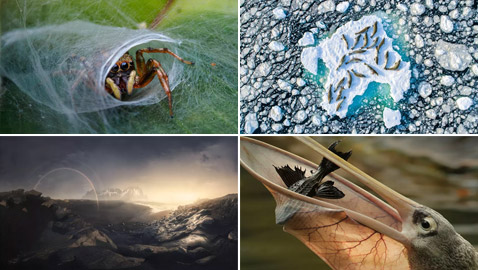 صور مذهلة: إليكم الفائزين في مسابقة مصوّر الطبيعة لعام 2020