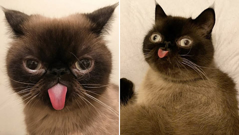 صور: قط يحصل على أكثر من 60 ألف متابع إنستغرامي بسبب لسانه!