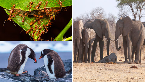 الفيلة تقيم الجنازات.. إليكم أغرب سلوكيات بشرية تمارسها الحيوانات!