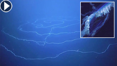 بحجم مبنى مكون من 11 طابقا.. رصد مخلوق غريب عملاق بقاع المحيط