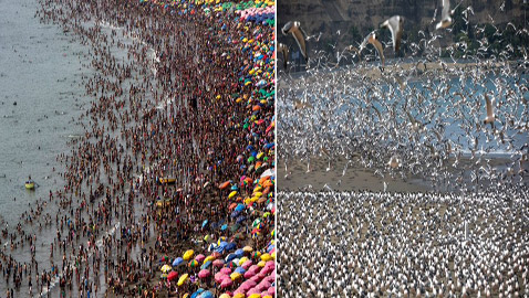 تركوها للطيور.. كورونا أخلى شواطئ العالم