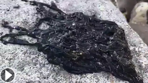 فيديو:  مخلوق أسود غامض يثير حيرة واستغراب مستخدمي شبكات التواصل