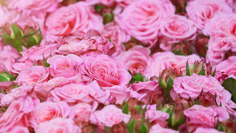 أبريل شهر الورود فاحت منه رائحة المعقمات