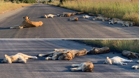 الأسود تستغل (إغلاق كورونا).. وتحتل طريقا بجنوب أفريقيا! صور