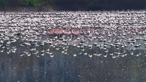 بالصور.. غاب التلوث فعادت أسراب الفلامنغو