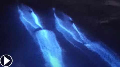 في ظاهرة نادرة جدا.. تسجيل ظهور دلافين متوهجة لأول مرة! فيديو