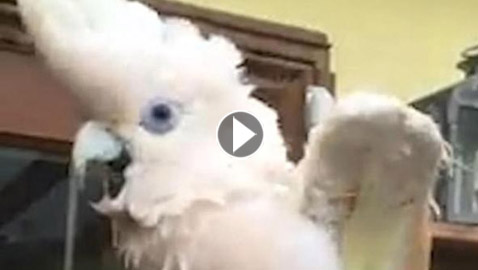 شاهد.. ببغاء يغني ويرقص على أنغام نشيد كورونا