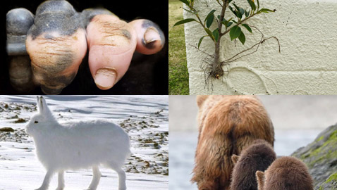 بهاق الحيوانات.. وأغرب الصور من الطبيعة