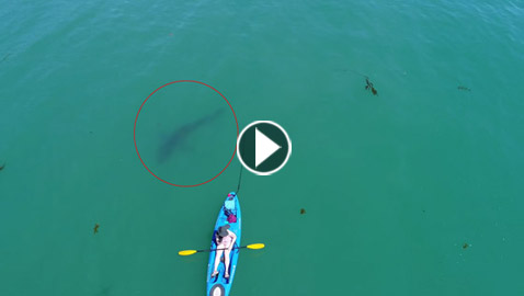 قرش أبيض يحوم حول لوحة راكب الأمواج في مشهد مثير...فيديو