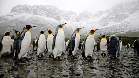  أصابت العلماء بالدوار.. طيور البطريق تطلق 