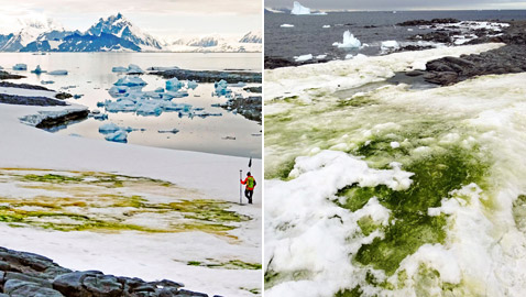 اللون الأخضر يكسو جليد القطب الجنوبي.. علماء: بداية نظام بيئي جديد
