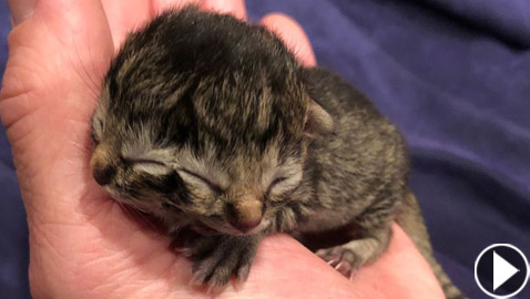 فيديو وصور: ولادة نادرة لقطة بوجهين في أمريكا!