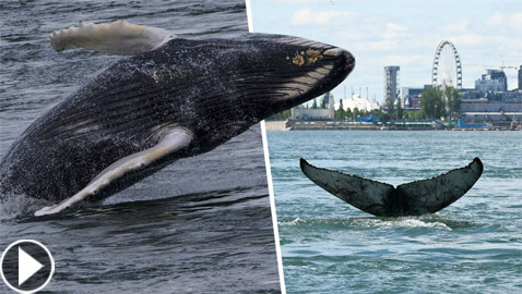 في حدث نادر وواقعة غير مألوفة.. رصد حوت أحدب تائه في مونتريال