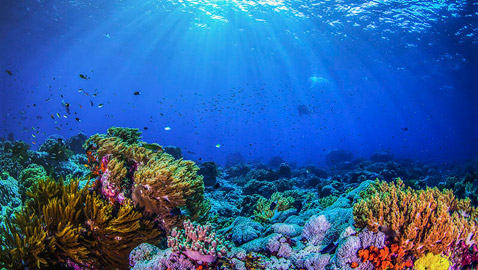 كائنات مائية غريبة تعيش تحت درجة الصفر.. صور