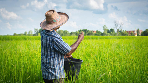 آسيا الوسطى مصدر أول أرز مزروع في العالم