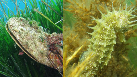 أفول عالم الحيوان والنبات.. القائمة الحمراء تدق ناقوس الخطر