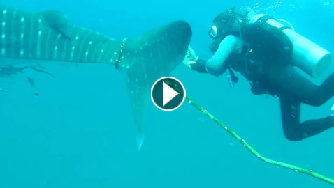 لقطات مثيرة لمحاولة غواصين تحرير 