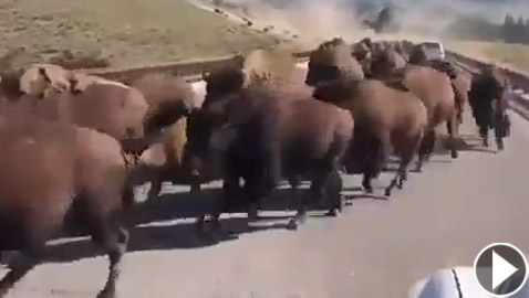 فيديو صادم ومثير: حيوانات برية تقطع طريقا عاما بطريقة مرعبة!