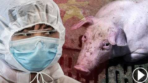 فيروس خنزيري يظهر بالصين ويدق ناقوس الخطر من وباء جديد!