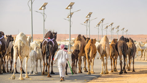 أكبر مستشفى في العالم مخصص للجِمال.. يستوعب 4000 رأس من الإبل