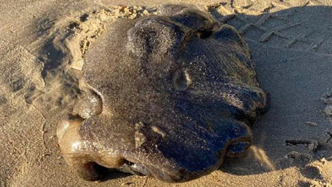 صور: مخلوق بحري غامض ألقت به الأمواج على أحد شواطئ أستراليا