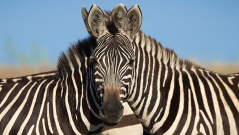 ليست فوتوشوب أو غرافيك.. صورة ثنائي حمار وحشي تثير حيرة الإنترنت