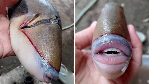 صورة سمكة غريبة لها أسنان وفم شبيه بالإنسان تثير ضجة الآلاف!