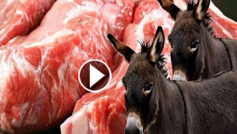 فيديو صادم: مطاعم مصرية تبيع لحم حمير واغلاق مطعمين أمس! كيف تعرف الفرق؟