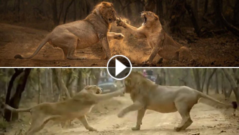 لبؤة تصفع أسدا.. فيديو مثير ينتشر على مواقع التواصل ويثير السخرية!