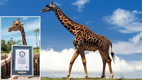 أطول زرافة في العالم تدخل موسوعة غينيس.. طوله 5.7 متر وله 10 صغار